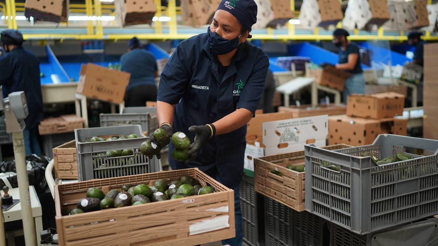 Exportaciones de aguacate de Michoacán a EU podrían reanudarse próxima  semana - INCOMEX