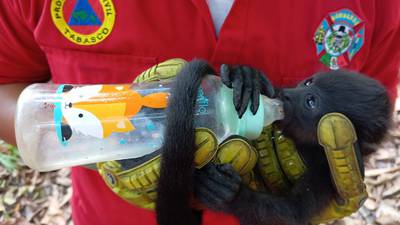 Calor extremo en Tabasco: Hallan monos saraguatos sin vida por alta temperatura