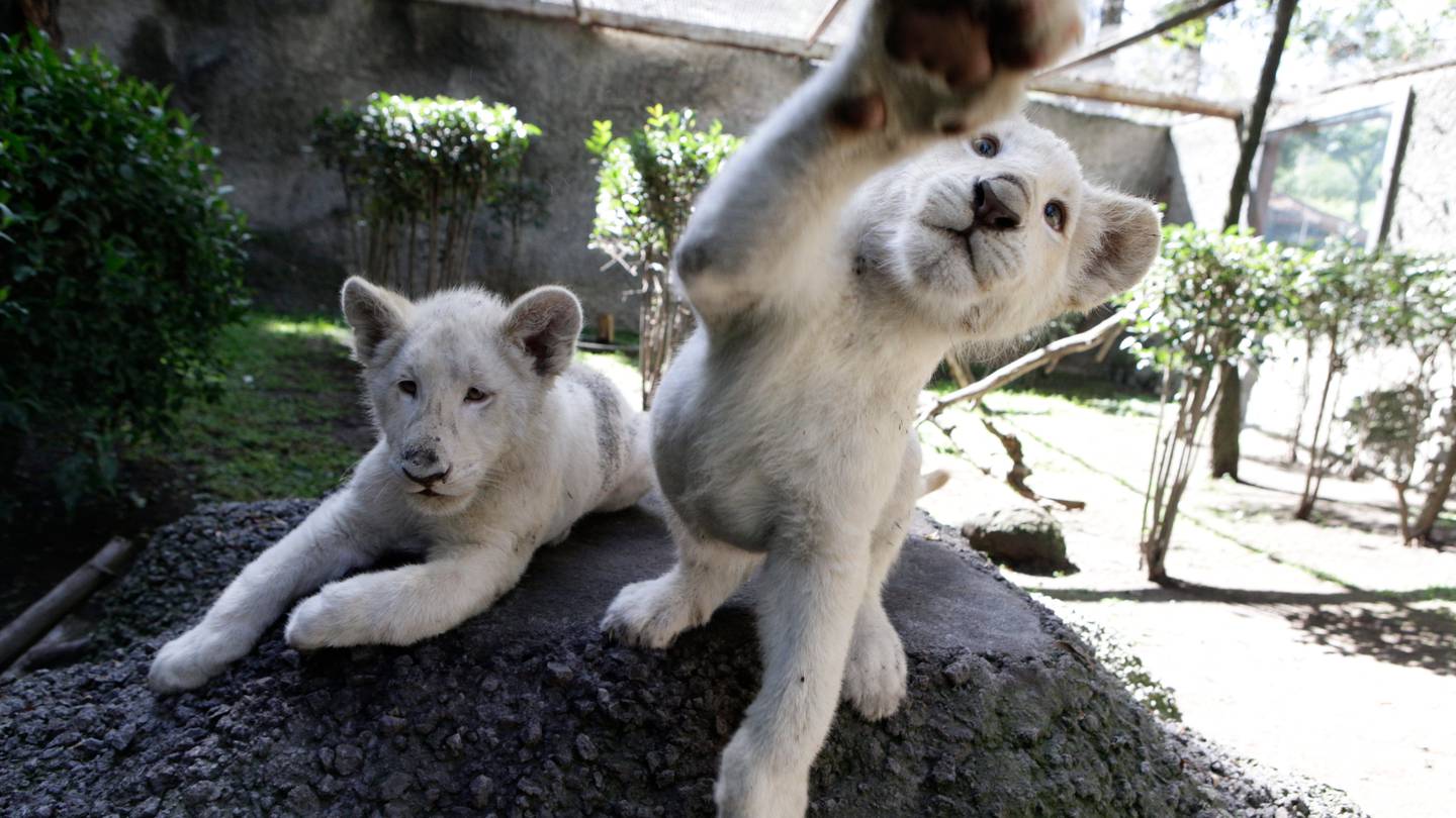 Dos cachorros de león blanco encuentran 'refugio' en México – El Financiero
