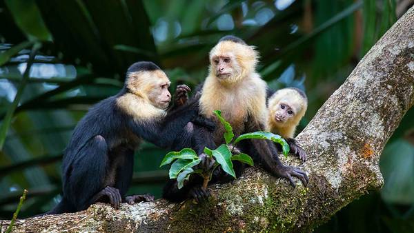 Monos Capuchinos y el Comercio: ¿Qué Nos Enseñan Sobre Nuestros Propios Sesgos?