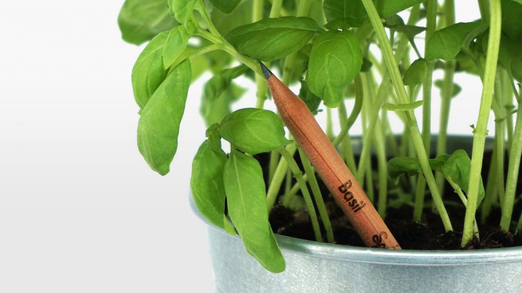 Este lápiz 'se convierte' en plantas o verduras cuando se termina – El  Financiero