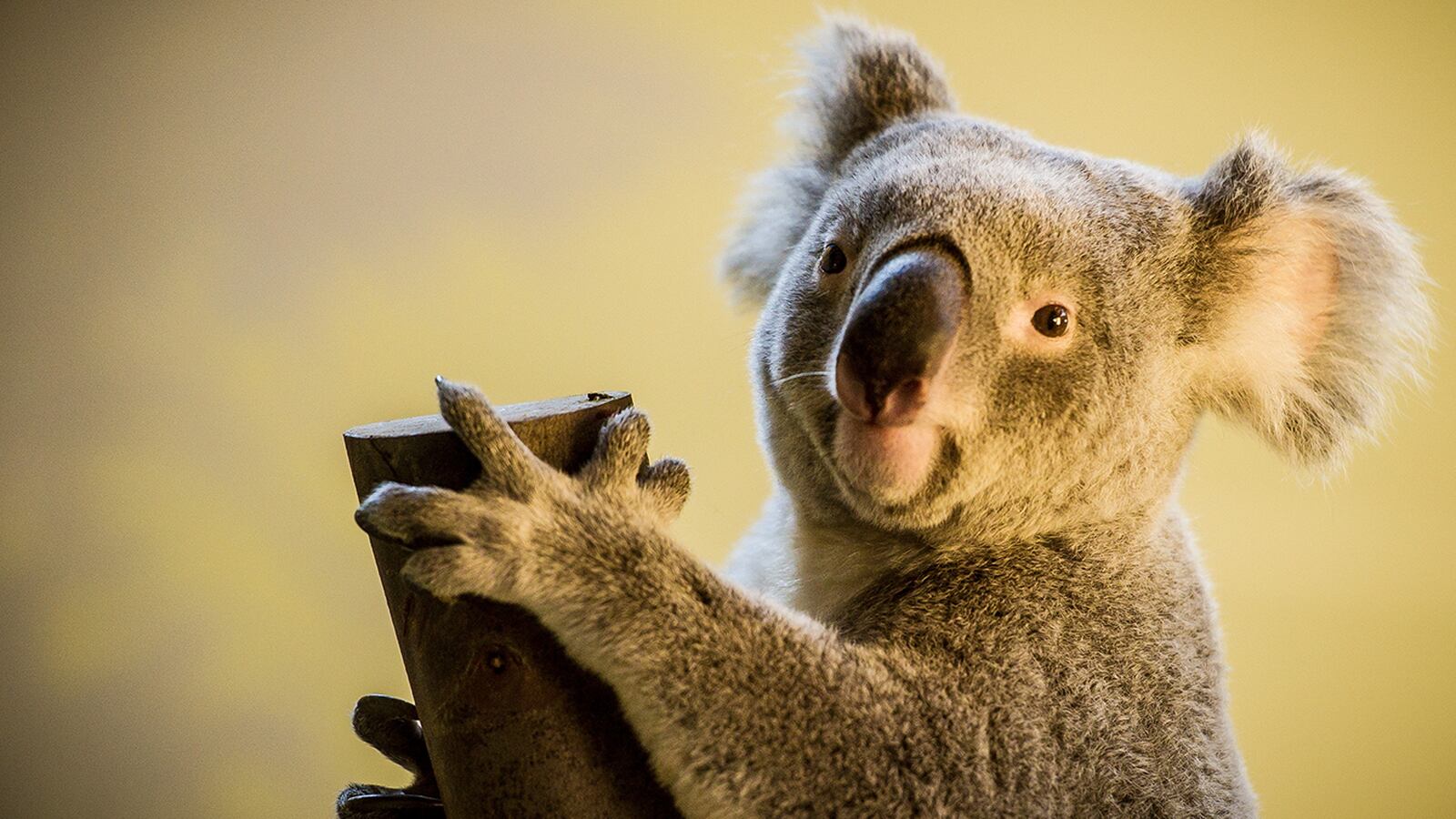 Los Koalas Están Funcionalmente Extintos Pero Tú Puedes Salvarlos El Financiero