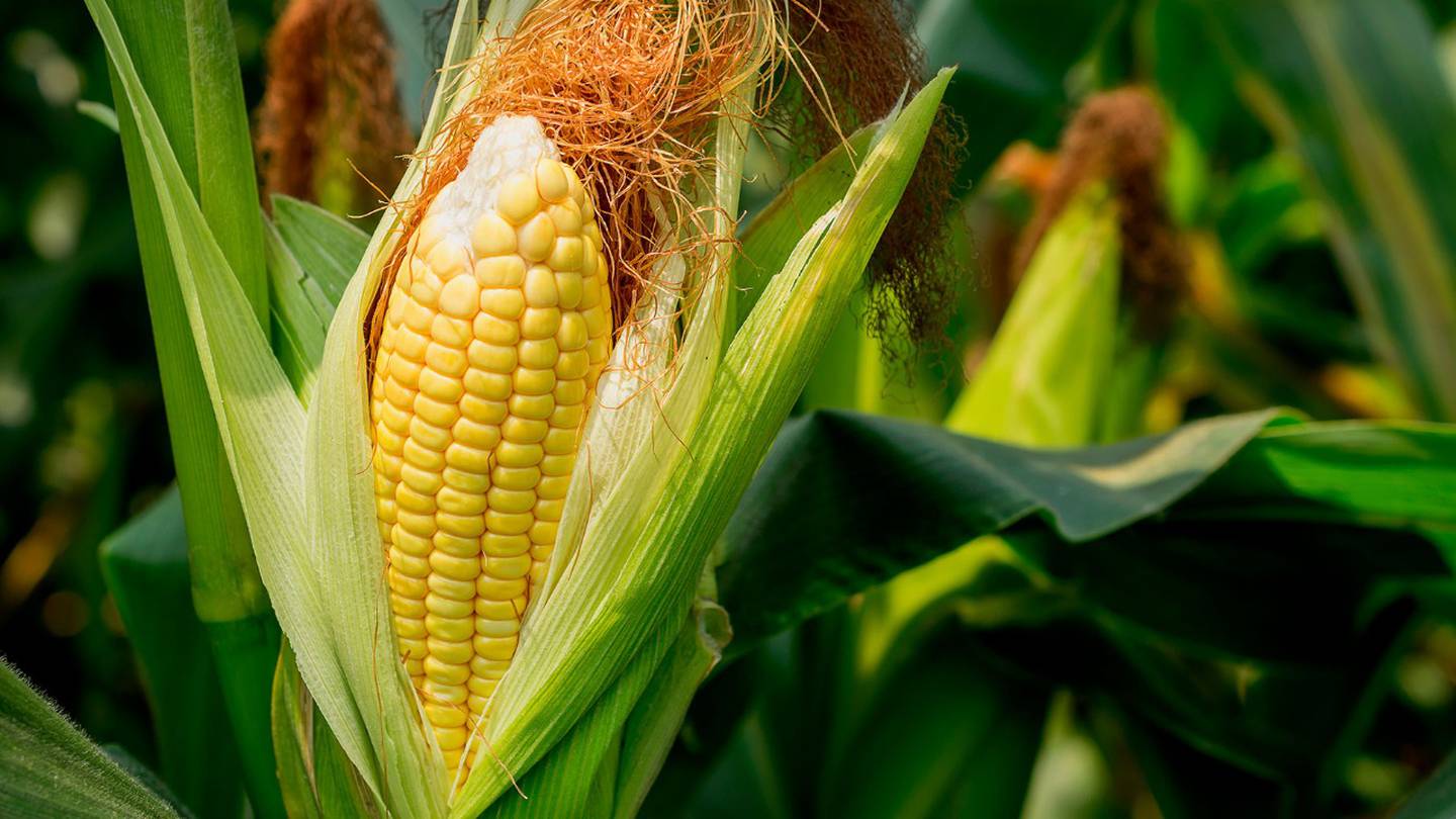 Compra 'machuchona': Adquirirán 521 mil toneladas de maíz para evitar alza  en la tortilla – El Financiero