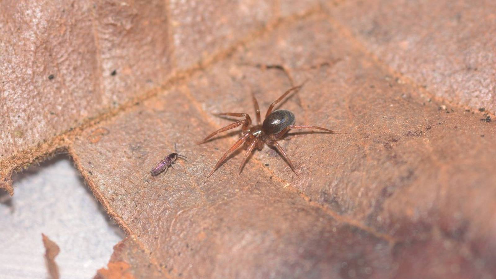 Descubren Dos Nuevas Especies De Arañas En Chiapas El Financiero