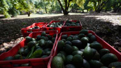 ¡Más guacamole! EU autoriza ingreso de aguacate de Jalisco; exportarán hasta 5 mil toneladas semanales