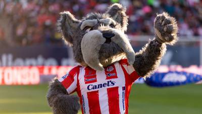 Atlético San Luis presenta a 'Lucho'; estas son las diferencias entre un  Schnauzer y un Terrier – El Financiero