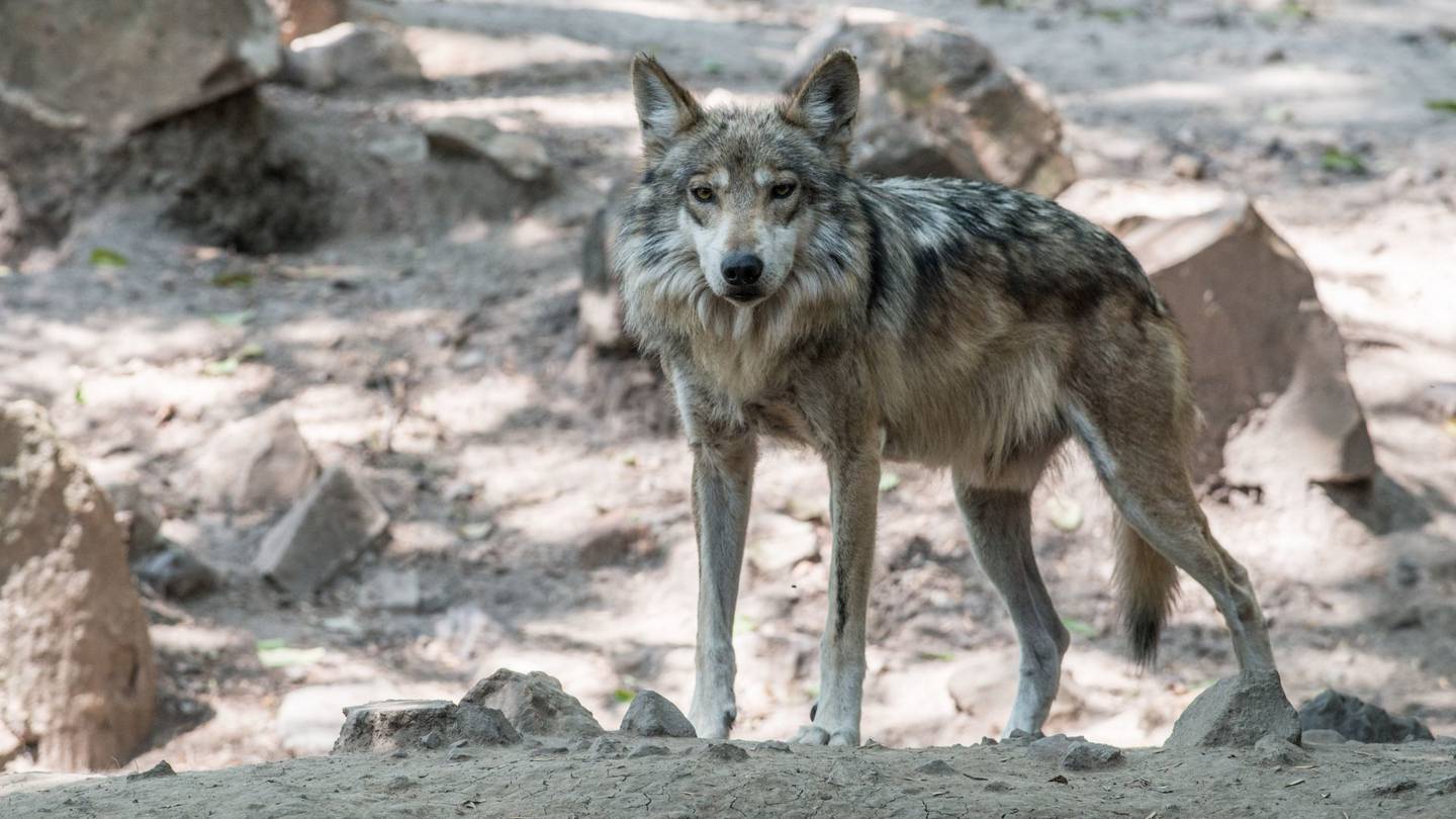 Lobo muerde a niño de 9 años en zoológico de Neza; peligra brazo del menor  – El Financiero