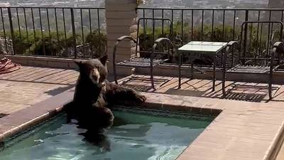 ‘Qué agusticidad’: Ola de calor en California provoca que oso se meta al jacuzzi de una casa