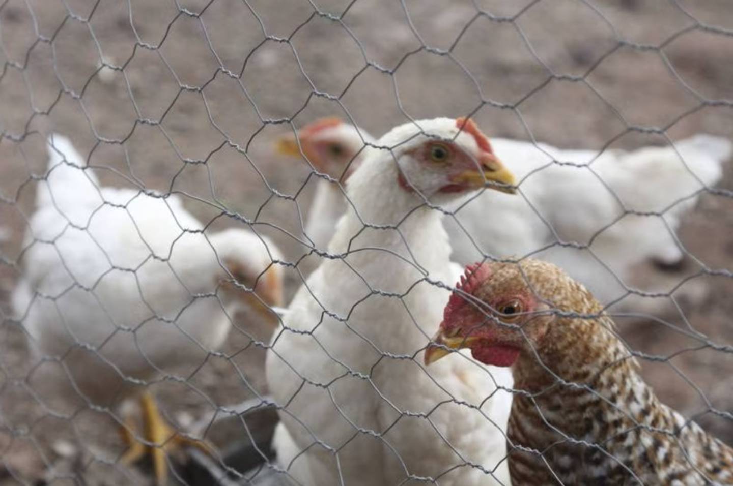 La detección fue producto de la vigilancia epidemiológica activa para influenza aviar de la Senasica