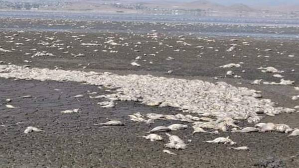 Sequía en México: Mueren miles de peces en Laguna de Bustillos, Chihuahua