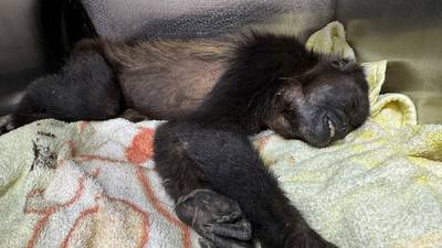 Monos saraguatos en peligro: Alertan por ‘rescates maliciosos’ para venderlos de manera ilegal