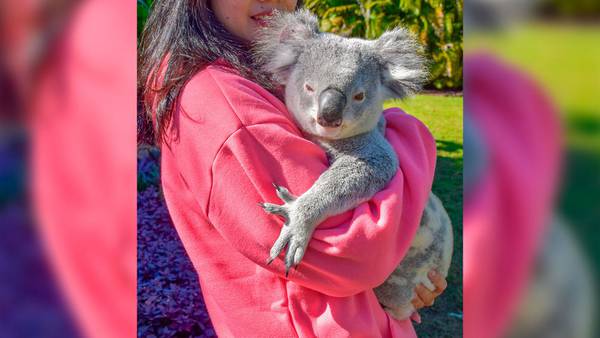 Si son tan ‘pachoncitos’: La razón por la que un santuario en Australia prohíbe abrazar koalas