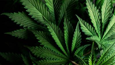 Texas tendrá más dispensarios de cannabis medicinal; DPS abrió solicitudes para obtener licencia