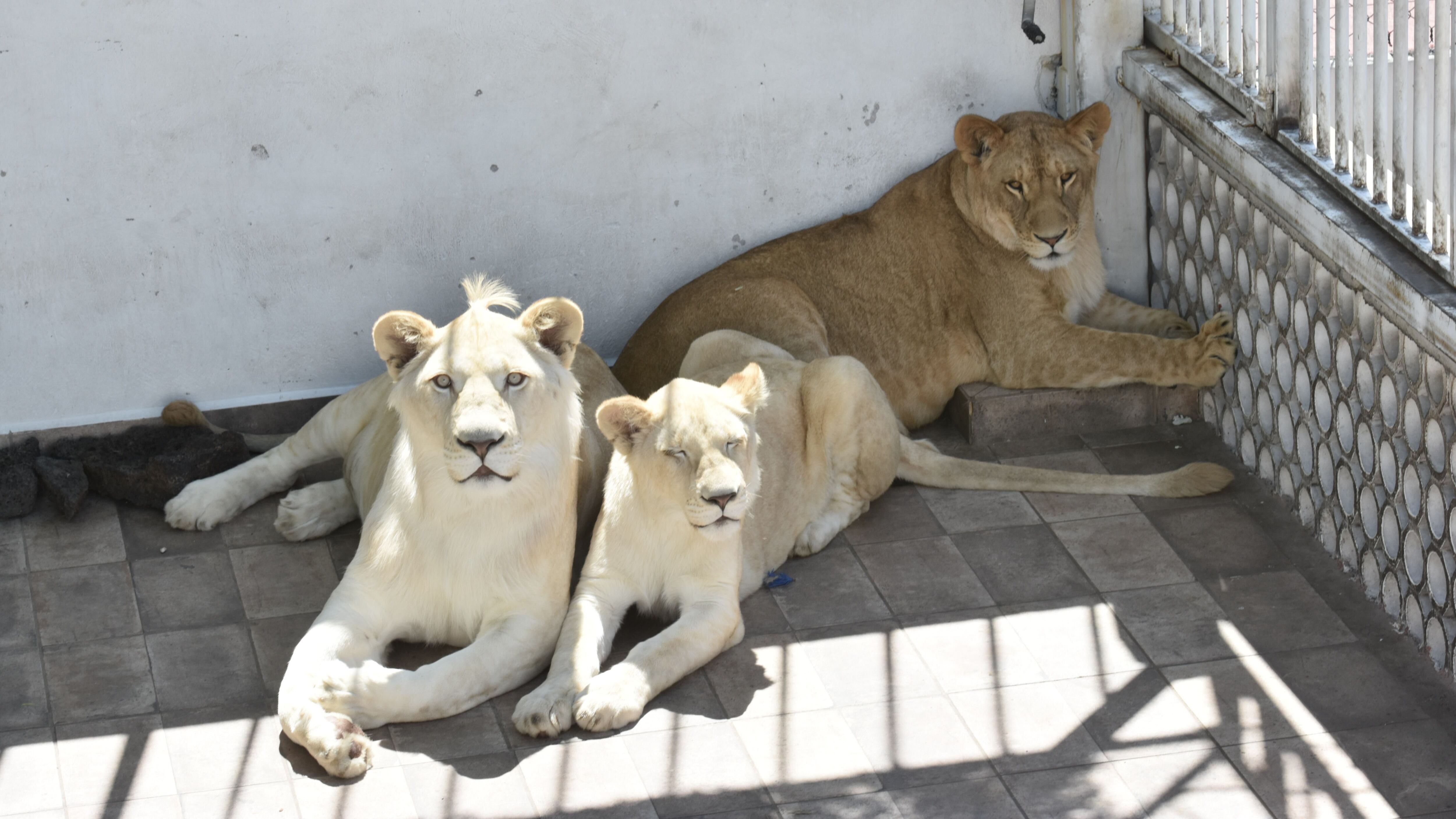Aseguran por segunda vez a leones que vivían en azotea de Iztacalco – El  Financiero