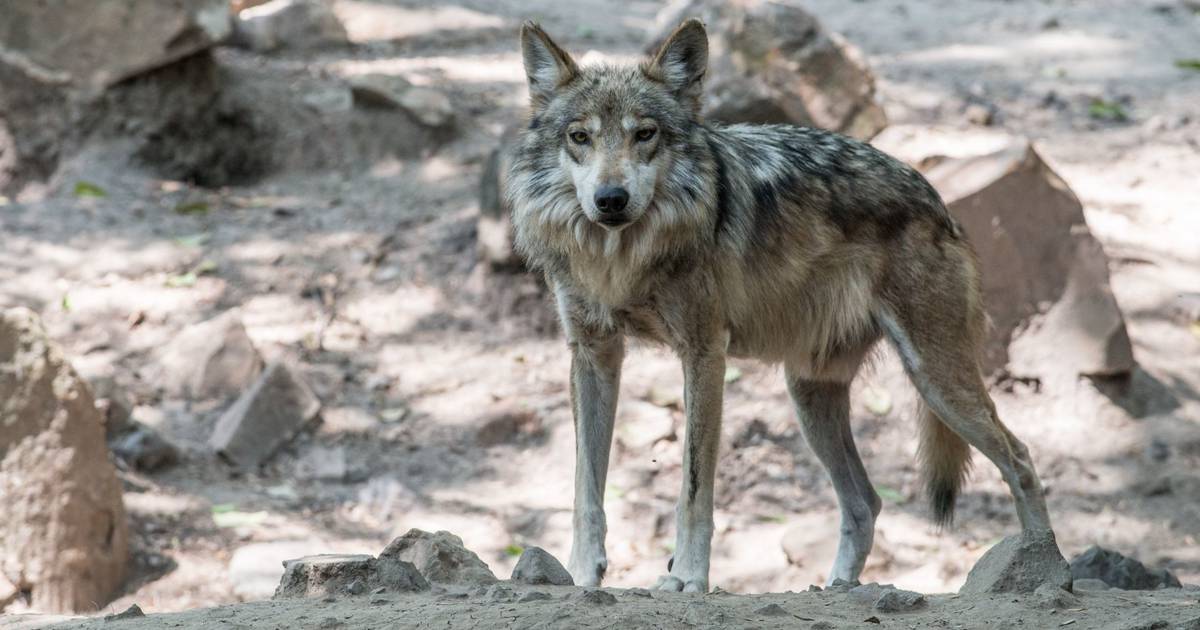 Este parásito ayuda a los lobos a ser líderes de manada y tener conductas  más atrevidas – El Financiero