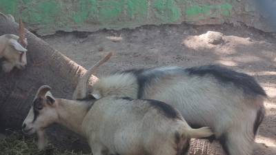 ‘Ni nos los comimos ni los vendimos’: ¿Qué pasó con los animales desaparecidos en zoo de Chilpancingo?