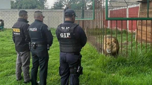 Zoológico clandestino en domicilio de Edomex: Rescatan a un león, 5 mapaches y 2 caninos durante cateo
