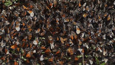 ¿Mariposas monarcas ‘se olvidan’ de México? Número disminuye en 2023
