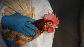 La gripe aviar y las medidas necesarias