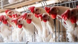 México se despide de la gripe aviar: Suspende emergencia sanitaria tras 8 semanas sin casos