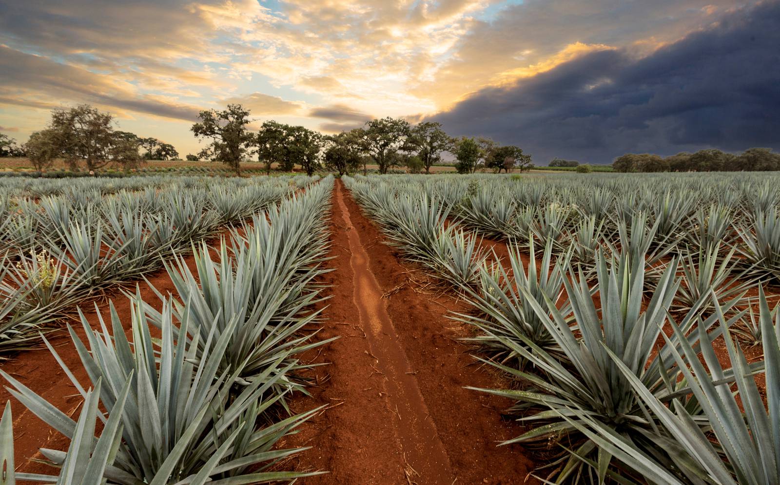 Continúa el desplome del precio del agave azul El Financiero