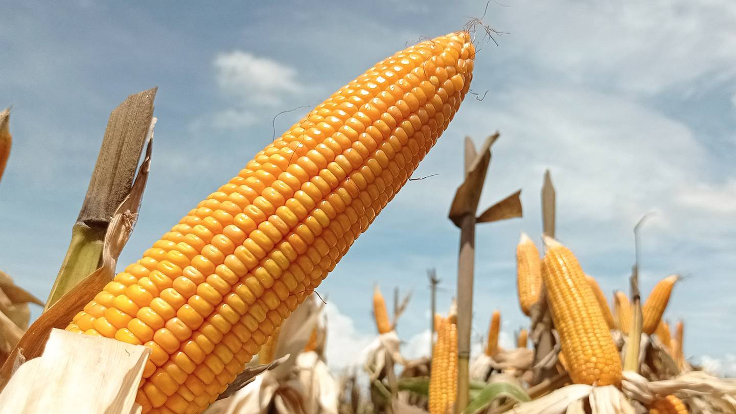 Probabilidad que México pierda panel por maíz transgénico es alta: Coparmex  – El Financiero