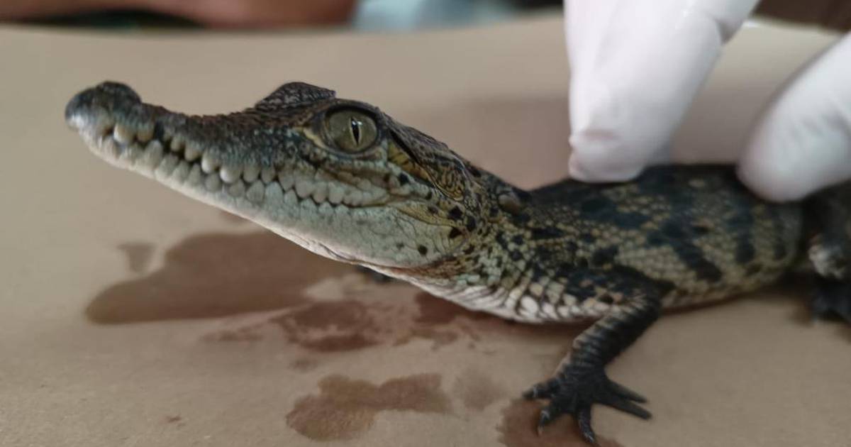 Tráfico de animales 'de terror': Rescatan a cocodrilo en peligro de  extinción 'escondido' en paquete – El Financiero