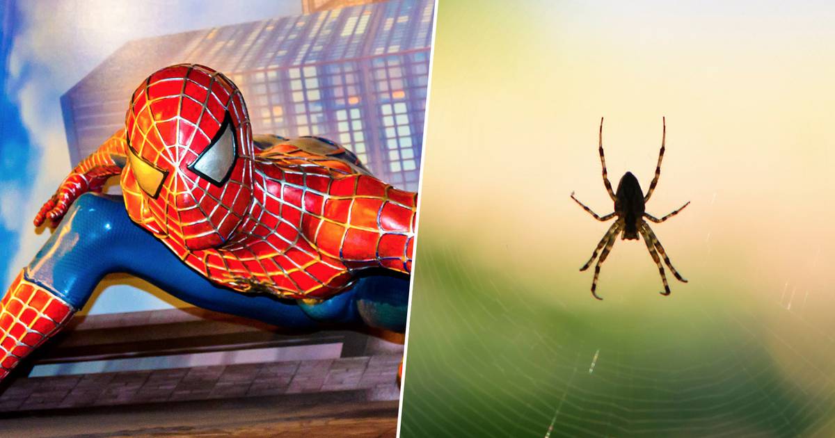 Con muchos 'pelitos': Así sería Spider-Man en la vida real, según la  ciencia – El Financiero