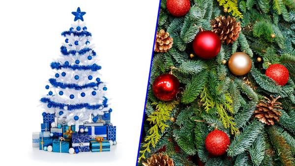 Vaya dilema: ¿Cuál árbol de Navidad contamina más, de plástico o natural? –  El Financiero
