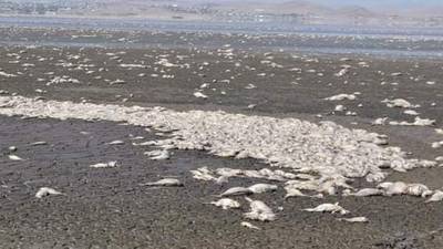 Sequía en México: Mueren miles de peces en Laguna de Bustillos, Chihuahua