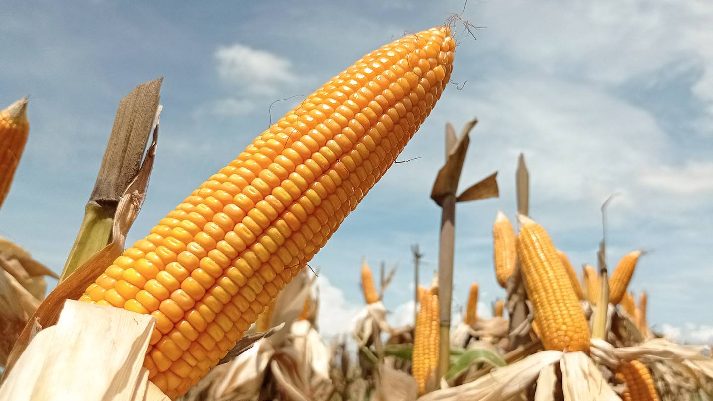 Senadores de EU piden consultas con México por prohibición de maíz  transgénico – El Financiero