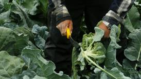 México pausará viajes de trabajadores agrícolas a Canadá por brotes de COVID-19 en granjas