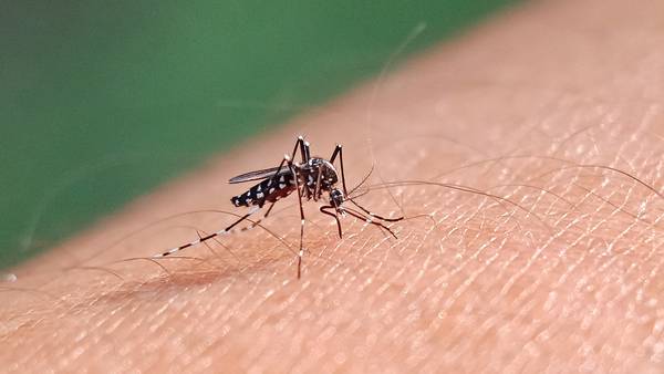 El dengue ‘se adueña’ de Guerrero: Ya suman 9 muertes y 4 mil 48 casos probables 