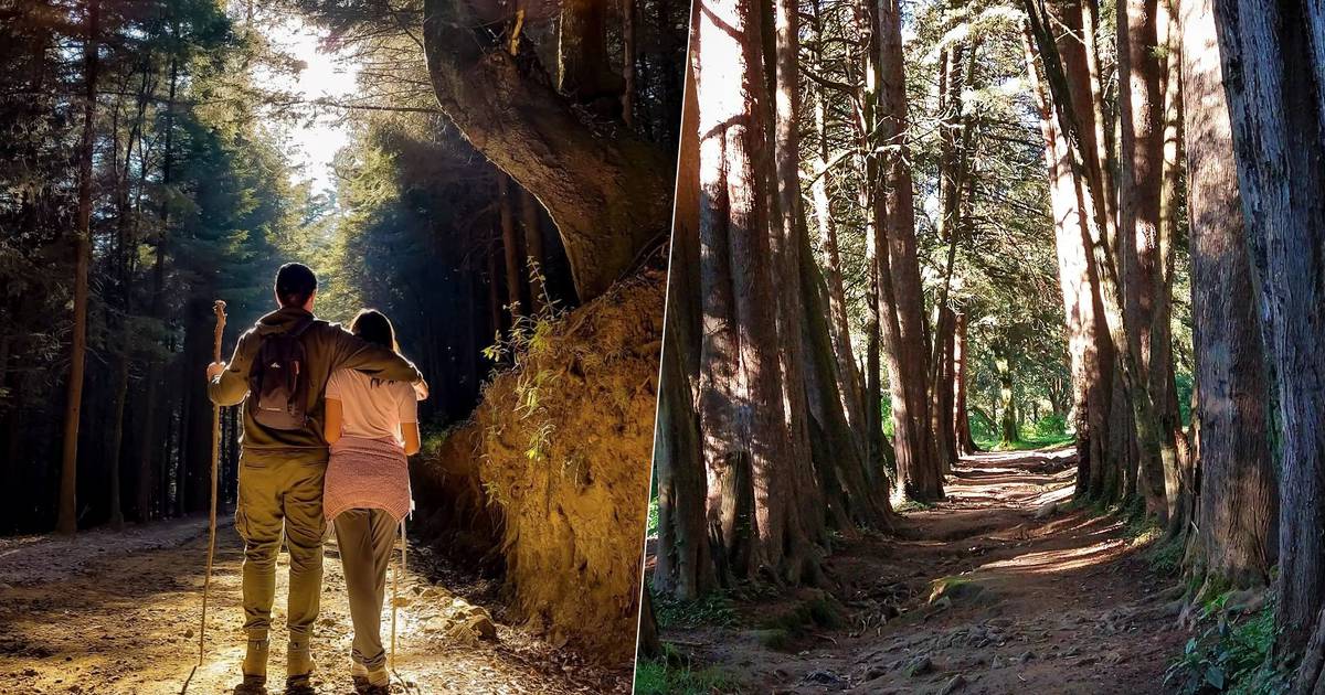 Sal a disfrutar del bosque: 5 lugares en la CDMX para hacer senderismo – El  Financiero