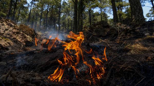 Veracruz en llamas: Incendios forestales ‘devoran’ más de 9 mil hectáreas en lo que va de 2024