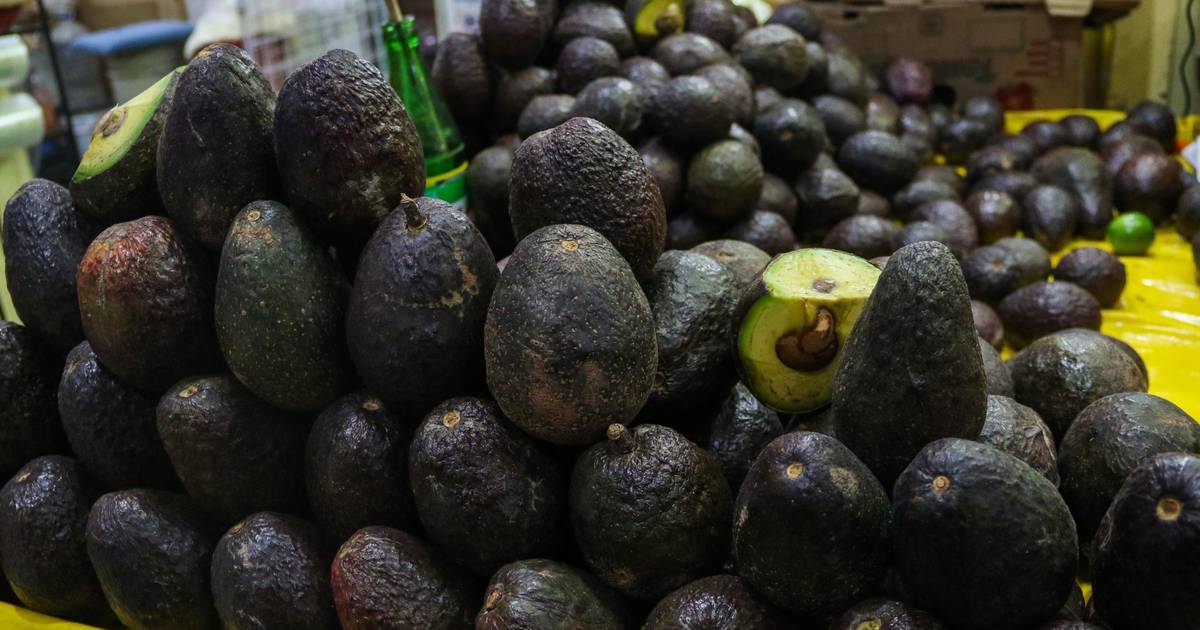 OMC considera sin sustento que Costa Rica no compre aguacate mexicano - El  Sol de México