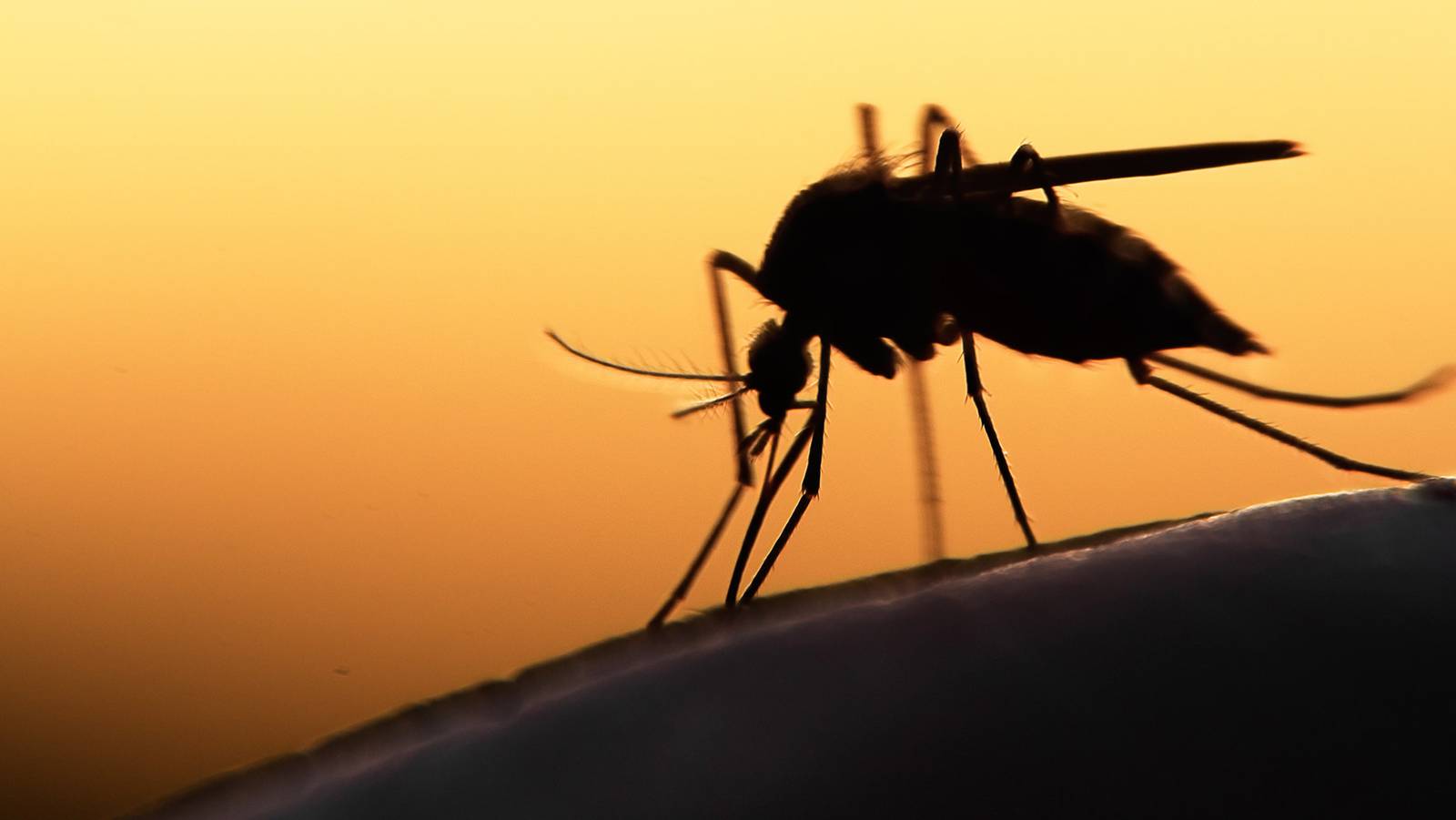 Temporada de dengue ¿Qué es, cómo se transmite y cuáles son sus