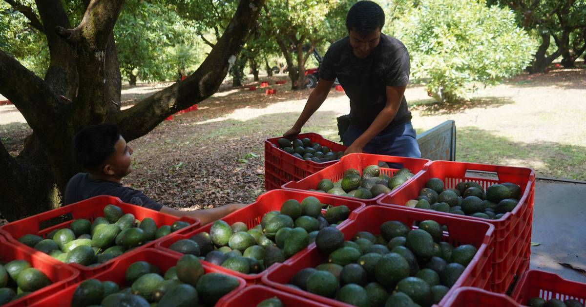 Día del Internacional Del Aguacate: Gracias a Michoacán, México Es El Mayor  Exportador De Aguacate –  – Noticias de última hora, con un  toque acidito