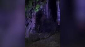 Se busca: Reportan un gorila suelto en Villas de Tezontepec, Hidalgo