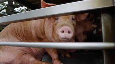  ¿Por qué es posible un futuro donde se trasplantarán órganos de cerdos a humanos?