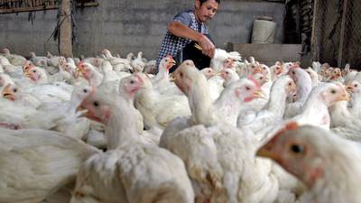 ¿Cómo se contagia la gripe aviar H5N2? Estos son los síntomas del virus, según un epidemiólogo