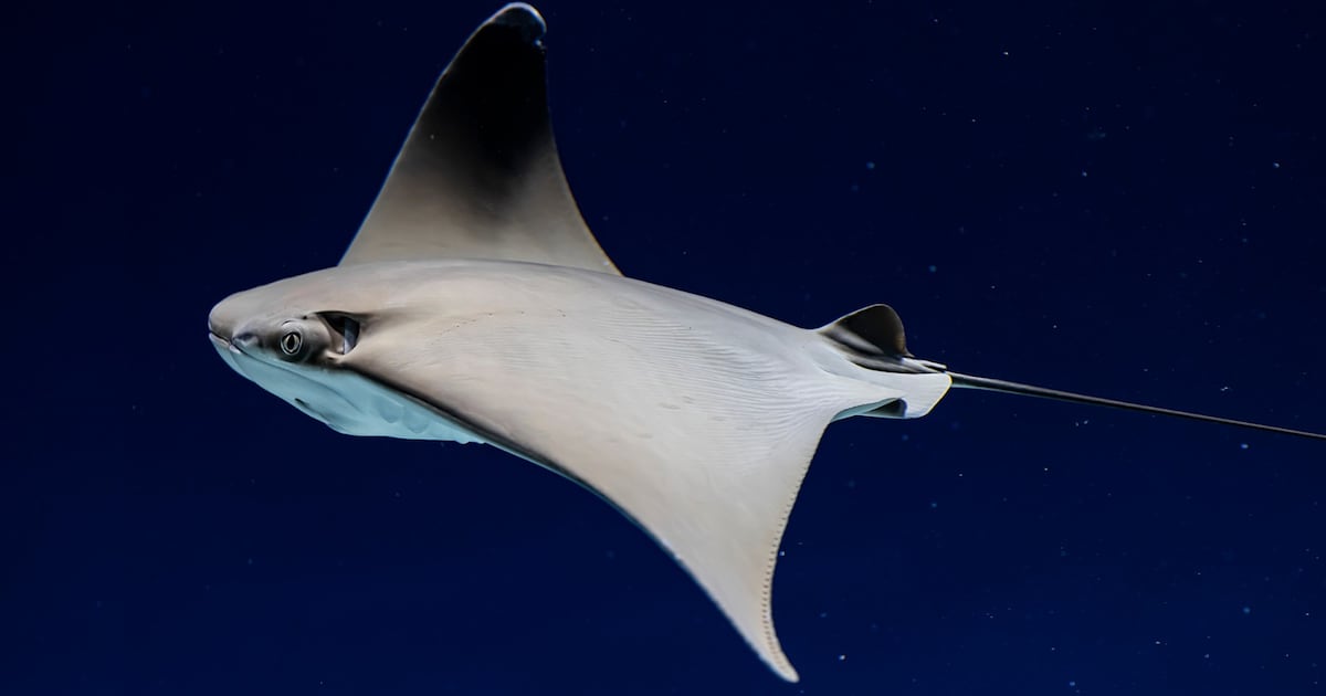Mantarrayas Tdp Mantarrayas son mutiladas en Sonora para tener ‘playas limpias y ...