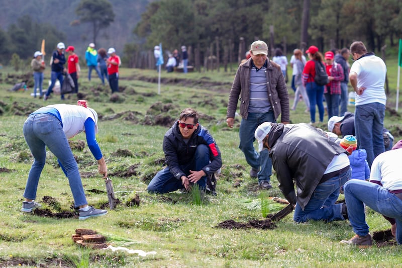 Reforestación FUNO