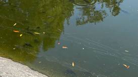 ¿Por qué aparecieron peces muertos en el Lago de Chapultepec? Esto dice la Sedema 