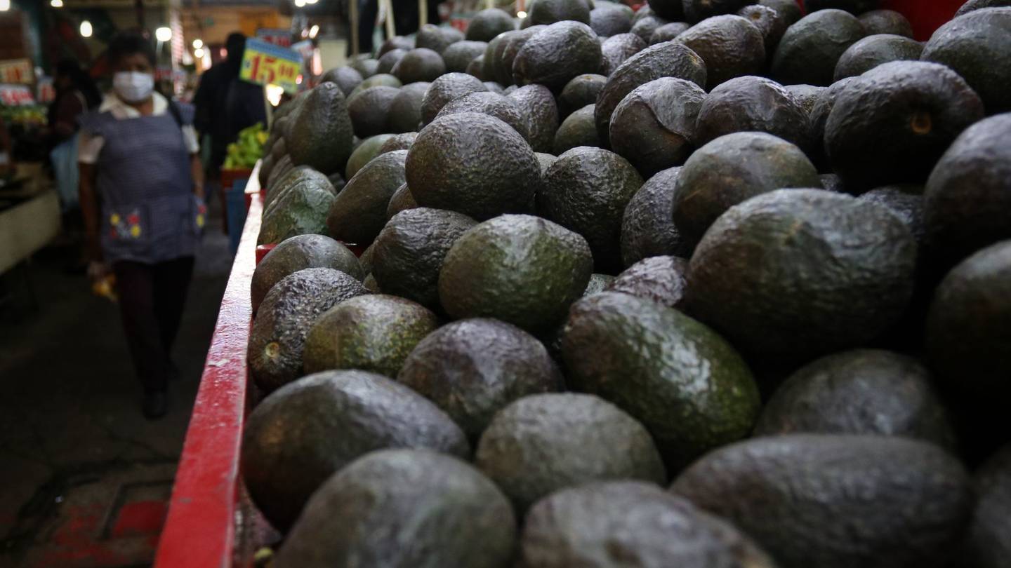 Día del Internacional Del Aguacate: Gracias a Michoacán, México Es El Mayor  Exportador De Aguacate –  – Noticias de última hora, con un  toque acidito